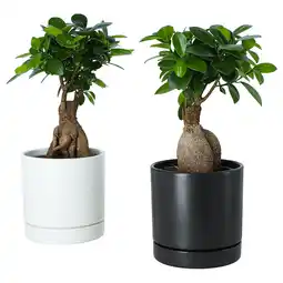 IKEA Ficus Plant met sierpot, bonsai diverse kleuren, 12 cm aanbieding