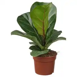 IKEA Ingemaakte ficus lyrata bambino met groene bladeren aanbieding