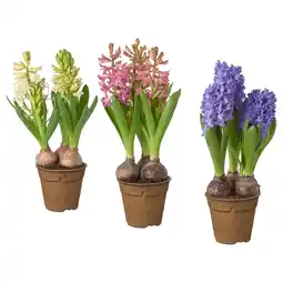 IKEA Hyacinthus Plant, diverse kleuren, 12 cm aanbieding