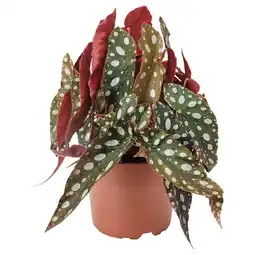 IKEA Potte begonia maculata met wit gespikkelde groene bladeren en rode accenten aanbieding