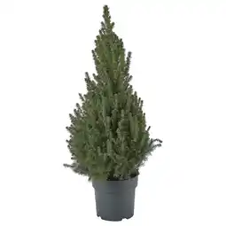 IKEA Kleine groenblijvende boom in pot, donkergroen, kegelvormige vorm aanbieding