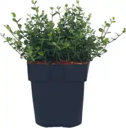 Intratuin Kardinaalsmuts (Euonymus fortunei 'Minimus') D 17 H 30 cm aanbieding