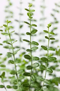 Intratuin Kardinaalsmuts (Euonymus fortunei 'Minimus') D 17 H 30 cm aanbieding