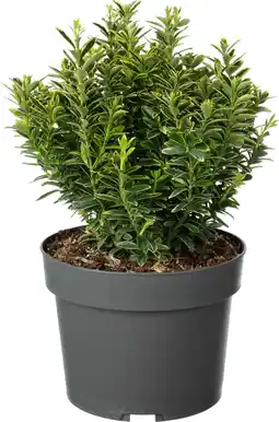 Intratuin Japanse Kardinaalsmuts (Euonymus japonica 'Microphyllus Aureomarginata') D 19 H 25 cm aanbieding