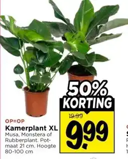Vomar Voordeelmarkt Kamerplant XL aanbieding