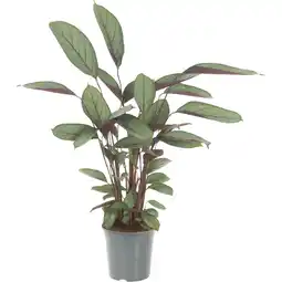 Albert Heijn AH Ctenanthe aanbieding