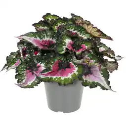 Albert Heijn AH Groene plant p17 aanbieding