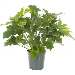 Albert Heijn AH Philodendron aanbieding