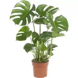 Albert Heijn AH Monstera plant aanbieding