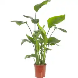 Albert Heijn AH Strelitzia aanbieding