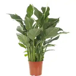 Albert Heijn AH Spathiphyllum p24 aanbieding