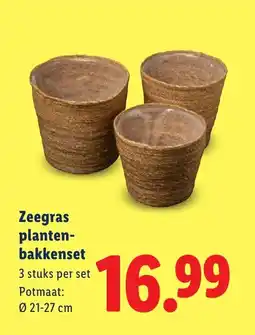 Lidl Zeegras planten bakkenset aanbieding