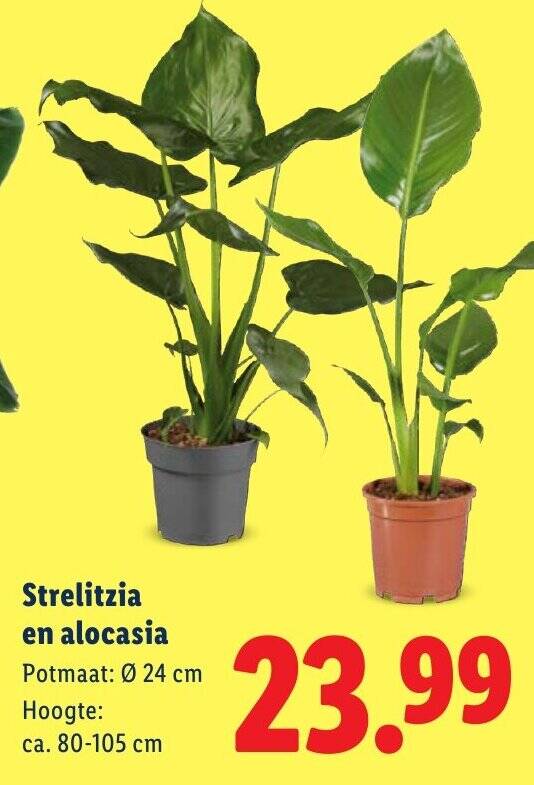 Strelitzia en alocasia 80 - 105 cm aanbieding bij Lidl