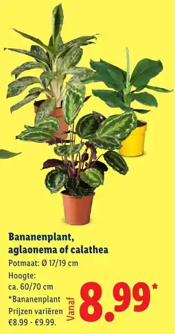 Lidl Bananenplant aglaonema of calathea aanbieding