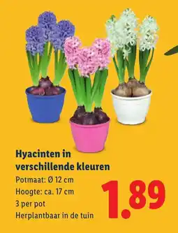 Lidl Hyacinten in verschillende kleuren aanbieding