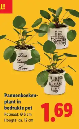 Lidl Pannenkoeken plant in bedrukte pot aanbieding