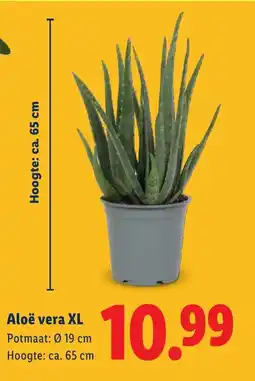 Lidl Aloë vera XL aanbieding