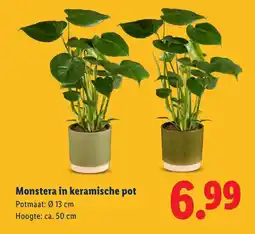 Lidl Monstera in keramische pot aanbieding
