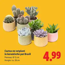 Lidl Cactus en vetplant in keramische pot brasil aanbieding