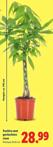 Lidl Pachira stam met gevlochten aanbieding