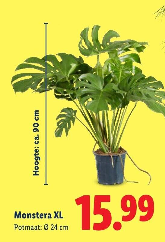 philodendron gloriosum in nature Philodendron Gloriosum for Sale | Rare Velvet Leaf Aroid