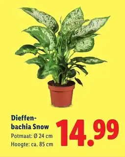 Lidl Dieffen bachia Snow aanbieding