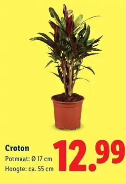 Lidl Croton aanbieding