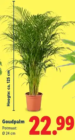 Lidl Goudpalm aanbieding
