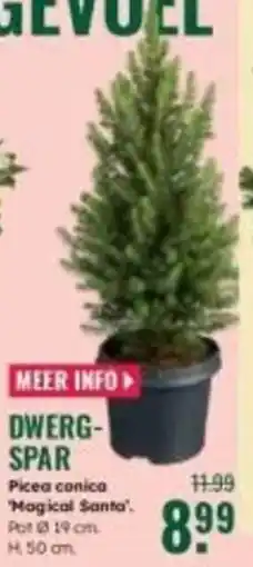 GroenRijk Dwerg- Spar aanbieding
