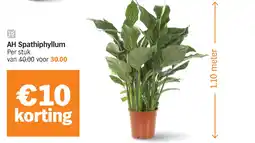 Albert Heijn AH Spathiphyllum aanbieding