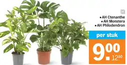 Albert Heijn AH Ctenanthe, AH Monstera of AH Philodendron aanbieding