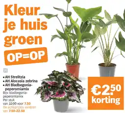 Albert Heijn AH Strelitzia ,AH Alocasia zebrina of AH Bladbegonia-peperomia mix aanbieding