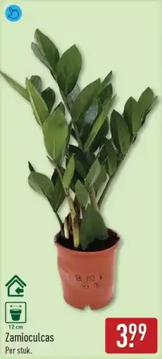 ALDI Zamioculcas aanbieding