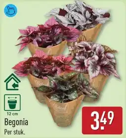 ALDI Begonia aanbieding