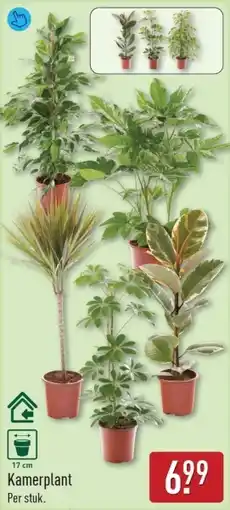 ALDI Kamerplant aanbieding