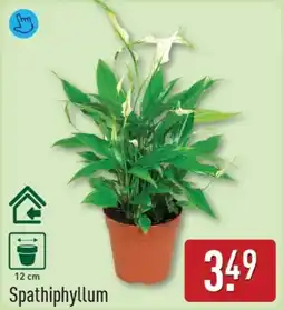 ALDI Spathiphyllum aanbieding