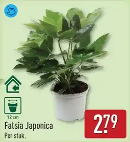 ALDI Fatsia Japonica aanbieding