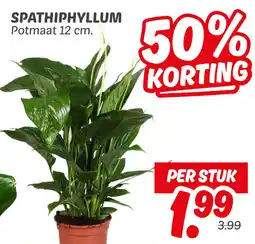 Dekamarkt Spathiphyllum aanbieding