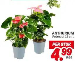 Dekamarkt Anthurium aanbieding