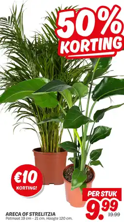 Dekamarkt Areca of Strelitzia aanbieding