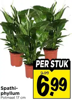 Vomar Voordeelmarkt Spathiphyllum aanbieding