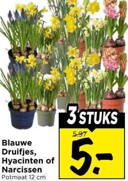 Vomar Voordeelmarkt Blauwe Druifjes, Hyacinten of Narcissen aanbieding