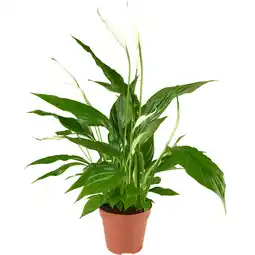 Dekamarkt Bloemen Spathiphyllum p13 aanbieding