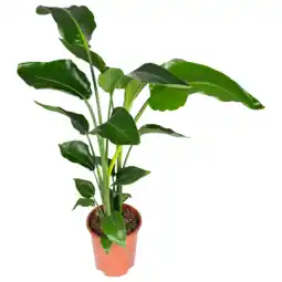 Dekamarkt DekaMarkt Strelitzia aanbieding