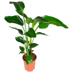 Dekamarkt DekaMarkt Strelitzia aanbieding