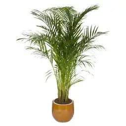 Dekamarkt DekaMarkt Areca palm aanbieding