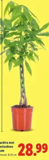 Lidl Pachira gevlochten stam aanbieding