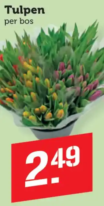 Tulpen