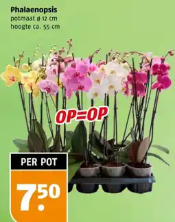 Poiesz Phalaenopsis aanbieding