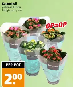 Poiesz Kalanchoë aanbieding